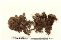 藏品(密葉泥炭苔)的圖片